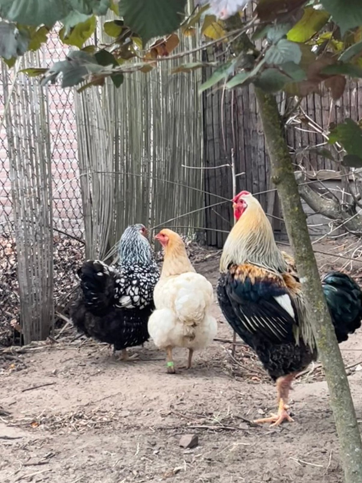 Trio wyandotte groot, Dieren en Toebehoren, Pluimvee, Meerdere dieren, Kip