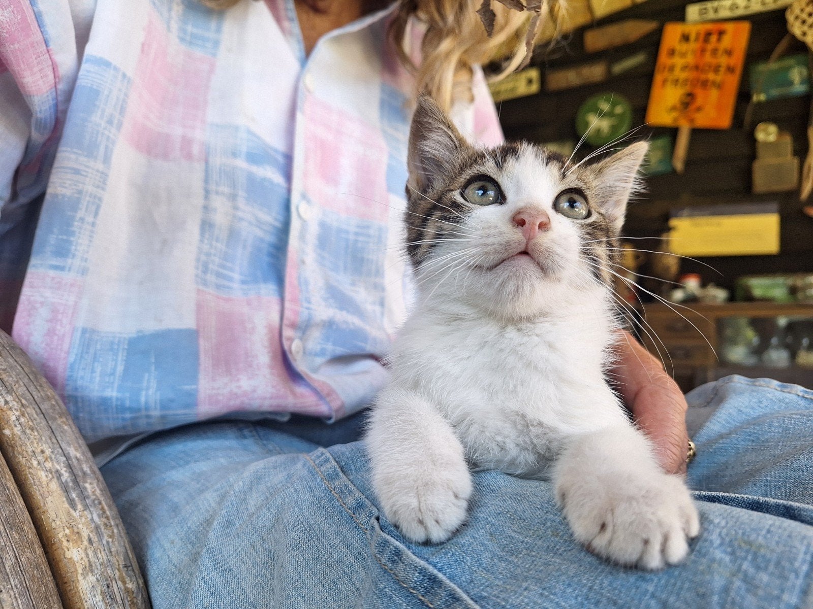 Kittens te koop, Dieren en Toebehoren