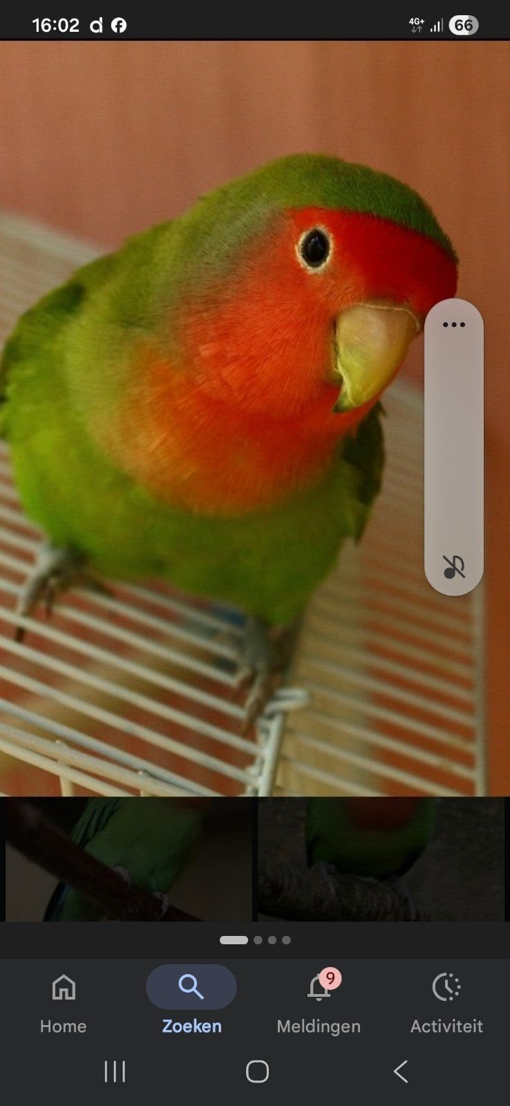 Vogel, Mannelijk, Parkiet