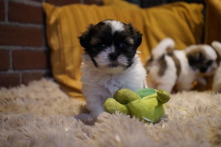 Kleine boomer pups, maltezer - shih tzu. Teefjes., Nederland, Parvo, Overige rassen, 8 tot 15 weken