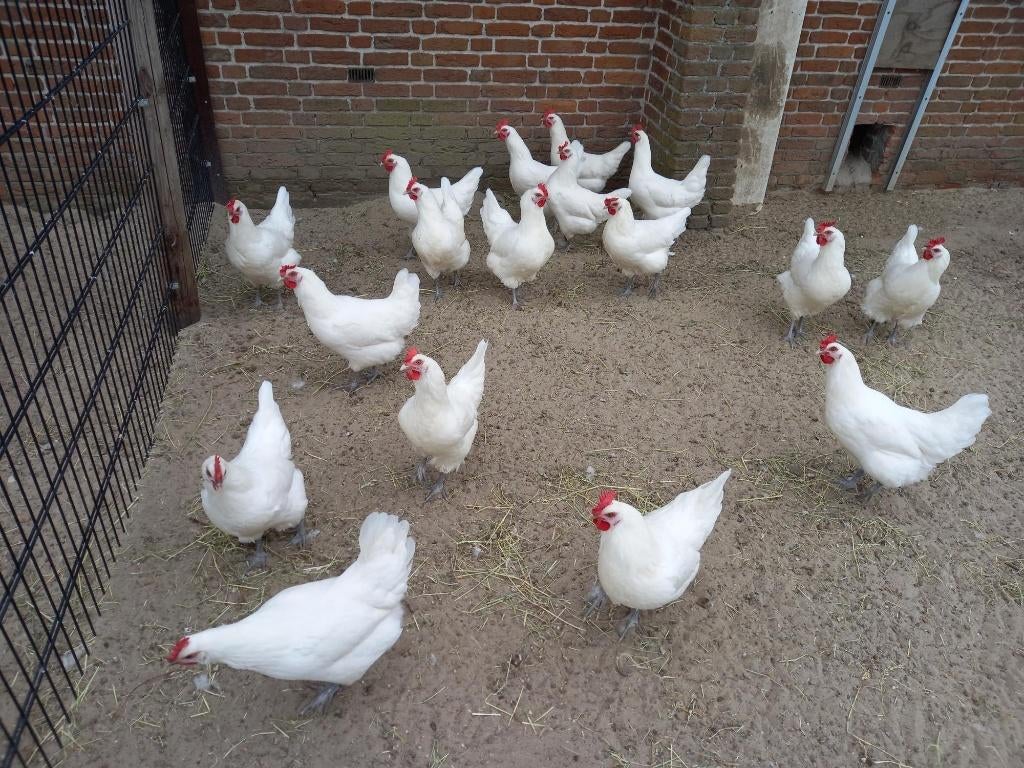 Broedeieren   Poule de Bresse  en  Pita Pinta kippen, Dieren en Toebehoren, Pluimvee, Meerdere dieren, Kip