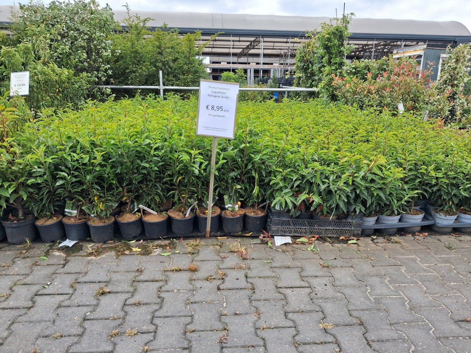 Portugese Laurier (Prunus lusitanica 'angustifolia'), Tuin en Terras, Planten | Struiken en Hagen, Ophalen of Verzenden, Laurier