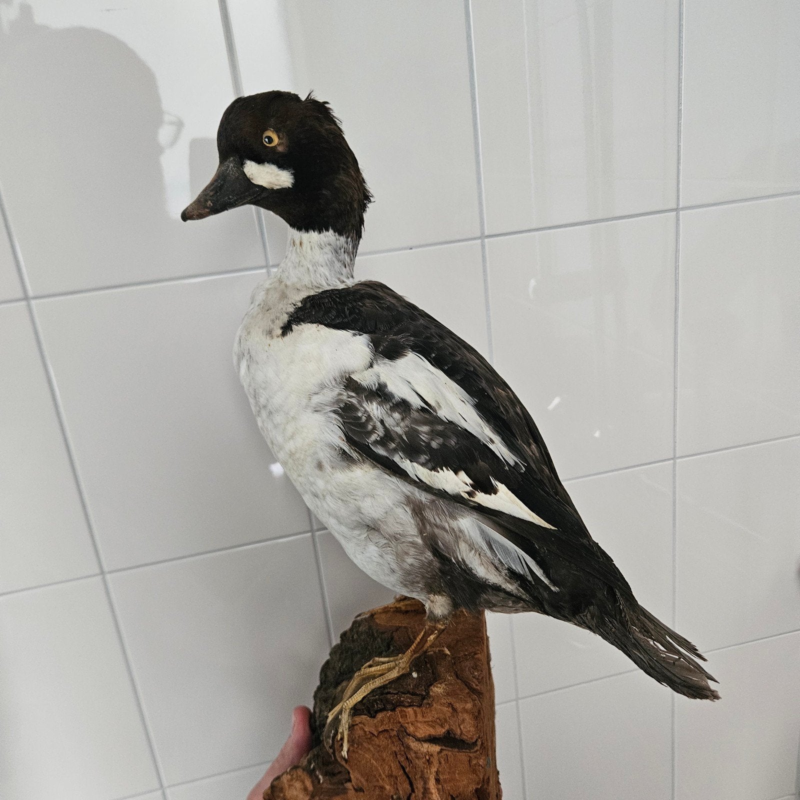 opgezette brilduiker eend opgezet taxidermie taxidermy, Ophalen of Verzenden, Gebruikt, Vogel, Opgezet dier