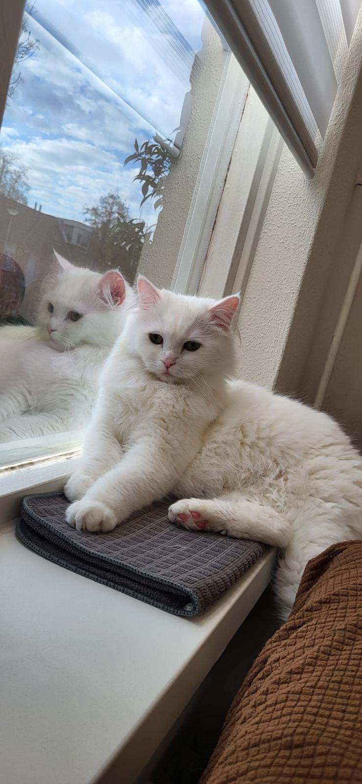 Prachtige half Britse half Perzische poes, Poes, Gechipt, 0 tot 2 jaar