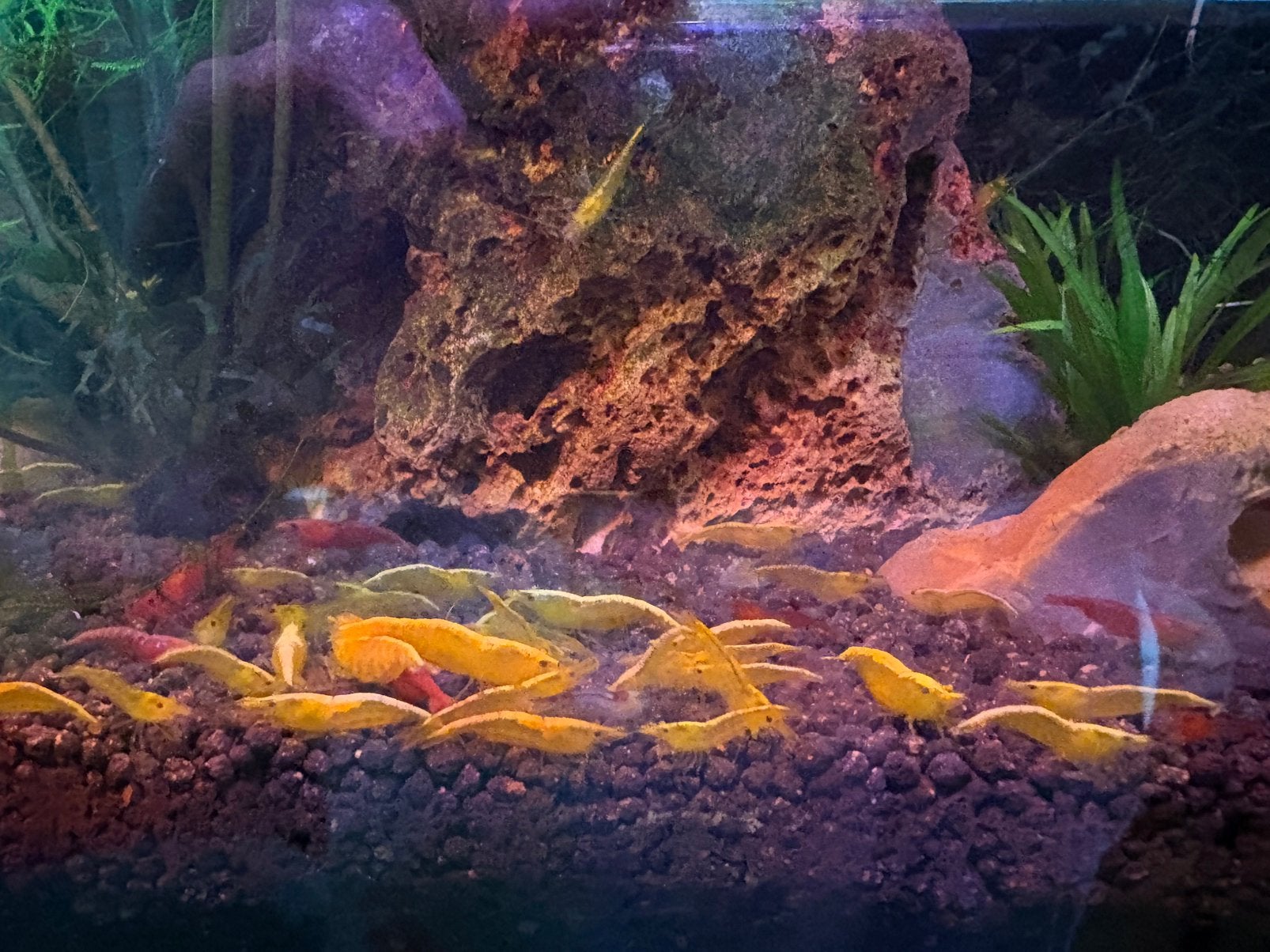 Gele garnalen, Neocaridina, Dieren en Toebehoren, Vissen | Aquaria en Toebehoren, Ophalen of Verzenden, Nieuw, Plant(en), Steen of Hout