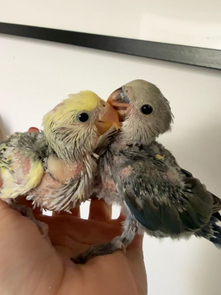 Lieve handtamme agapornissen, Dieren en Toebehoren, Vogels | Parkieten en Papegaaien, Meerdere dieren, Dwergpapegaai of Agapornis