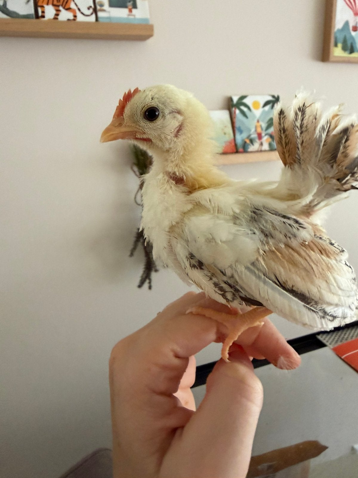 Serama kuikens, Dieren en Toebehoren, Meerdere dieren, Kip