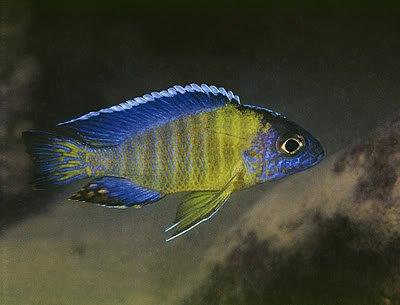 Malawi Cichliden: Aulonocara Blue Neon, Vis, Zoetwatervis