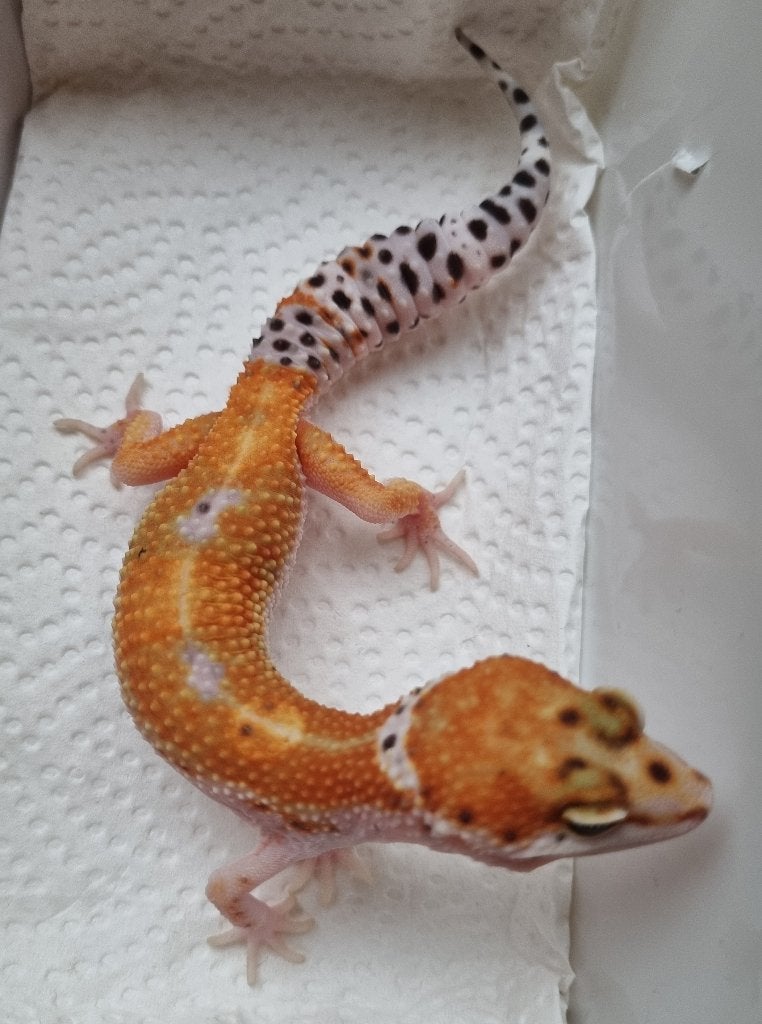 0.1 purple head x w&y bell albino luipaardgekko Leopard Gecko photo 2
