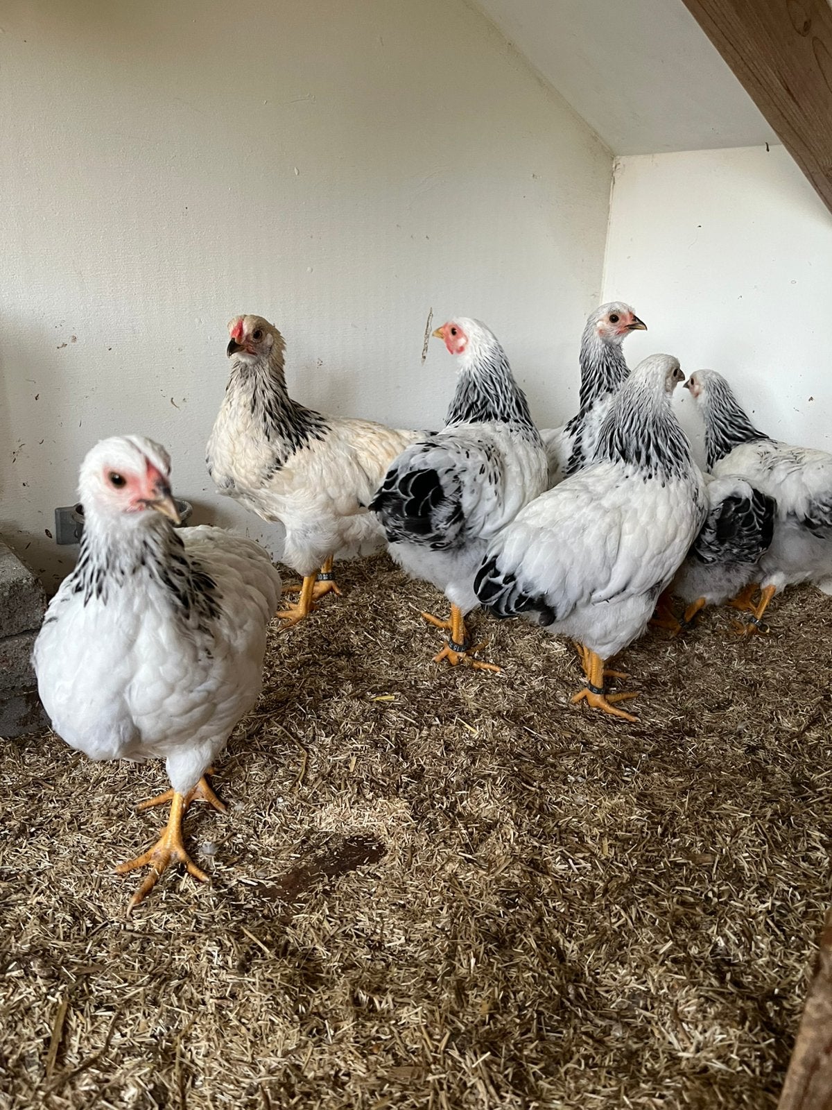 7 stuks Wyandote kippen te koop kriel zie omschrijving, Dieren en Toebehoren, Pluimvee, Vrouwelijk, Kip