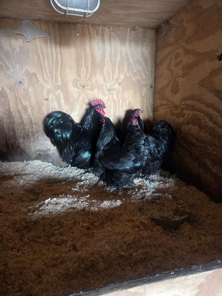 Te koop orpington kriel, Dieren en Toebehoren, Pluimvee, Meerdere dieren, Kip