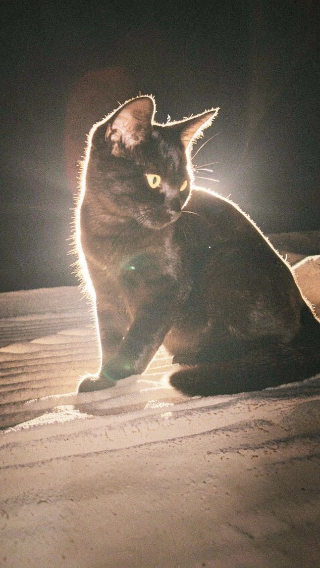 Zwarte kitten (poes) 4maandjes oud heel lief, Poes