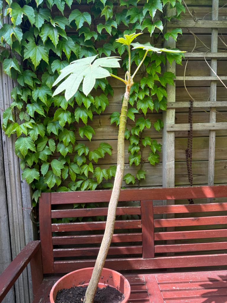 Tetrapanax rex met stam 80cm, Tuin en Terras, Overige soorten, Vaste plant, Ophalen of Verzenden, Bloeit niet
