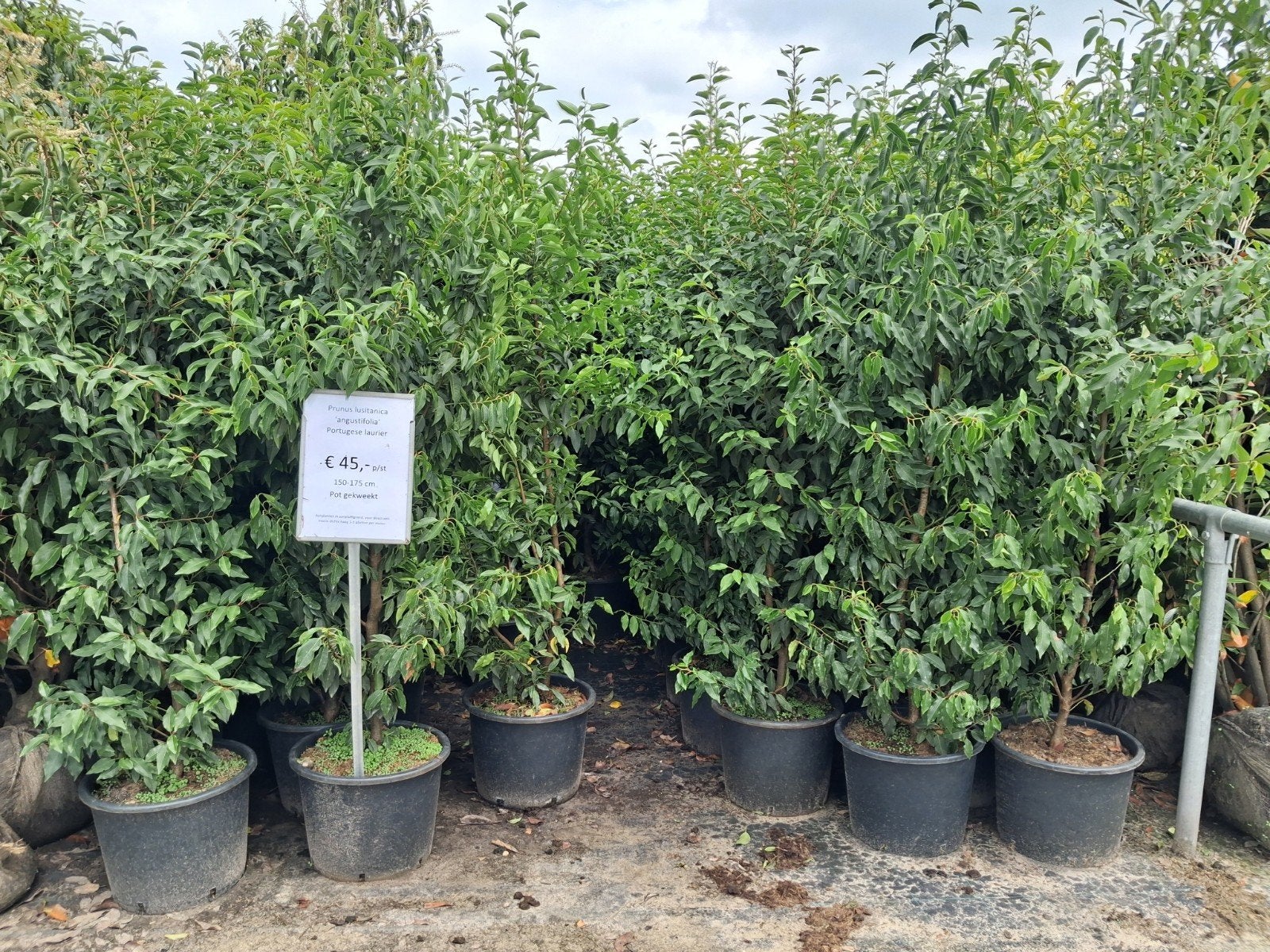Portugese laurier (Prunus lusitanica 'angustifolia') 150-175, Tuin en Terras, Planten | Struiken en Hagen, Ophalen of Verzenden