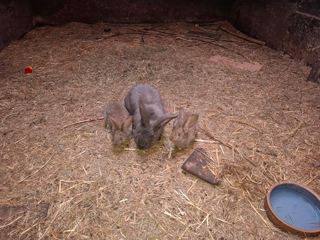 Te koop 3 jongen vlaamse reuze x Duitse reus, Dieren en Toebehoren, Mannelijk, Groot