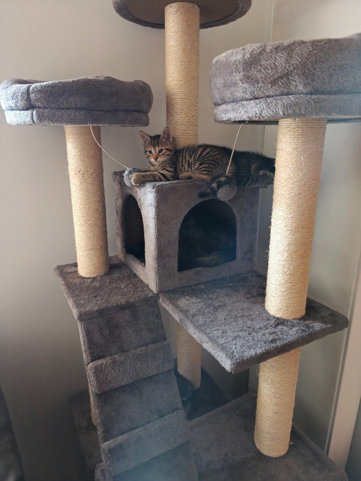 kitten for sale, Poes