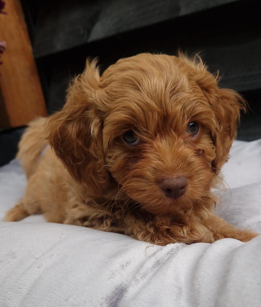 Prachtige Maltipoo pups (nog 1 reutje beschikbaar), Parvo, Overige rassen, 8 tot 15 weken, Meerdere