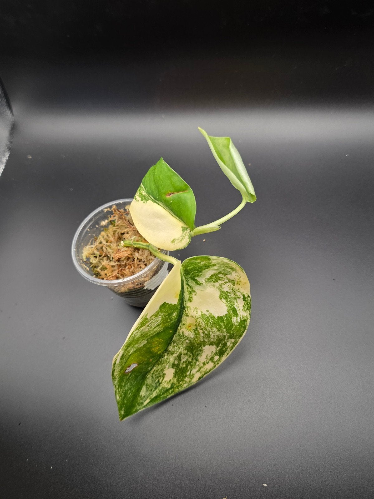Scindapsus jade satin varigata, Ophalen of Verzenden, Halfschaduw, Minder dan 100 cm