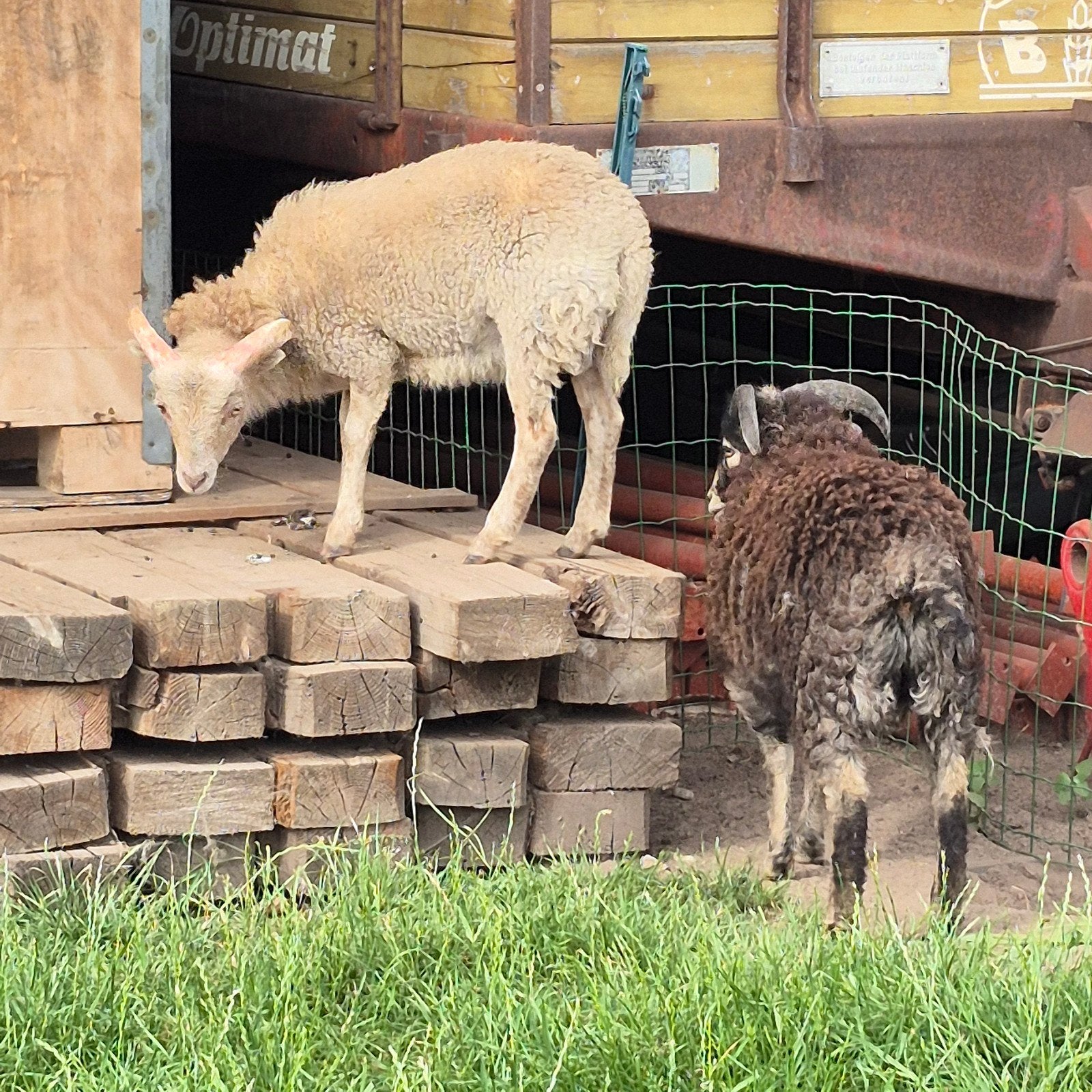 2 ouessanten mini schaap bok, Mannelijk, Schaap