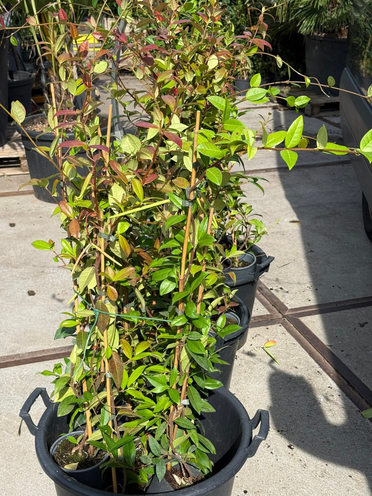 Toscaanse jasmijnen wit 100cm+ een takkers 5,95 ook partijen, Ophalen, Volle zon, Vaste plant, Klimplanten