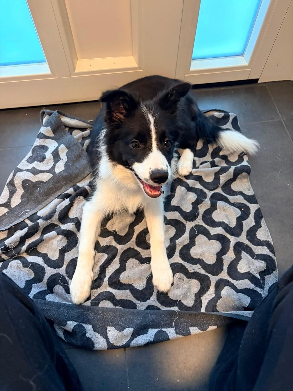 Border Collie teefje 4 maanden, Dieren en Toebehoren, 15 weken tot 1 jaar, Teef, Collie, Parvo