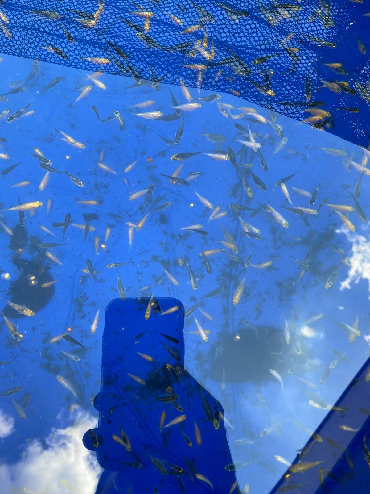 Baby koi 2026, Dieren en Toebehoren, Karper of Koi