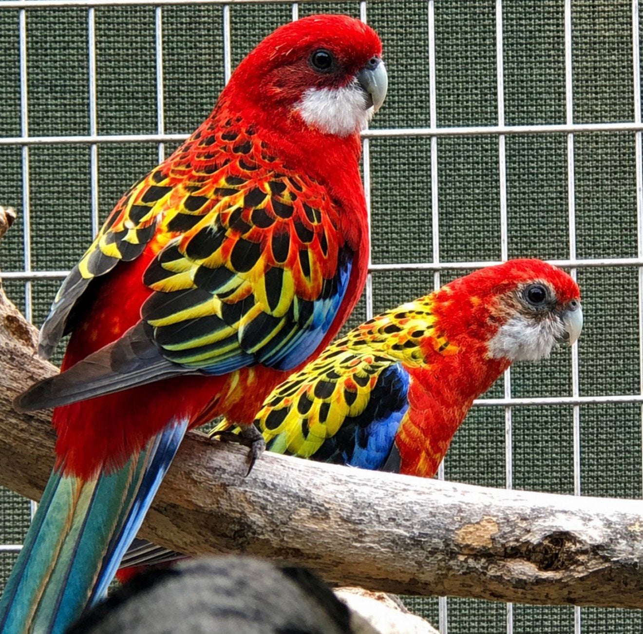 rossela parkieten in diverse soorten & kleuren, Dieren en Toebehoren, Meerdere dieren, Papegaai