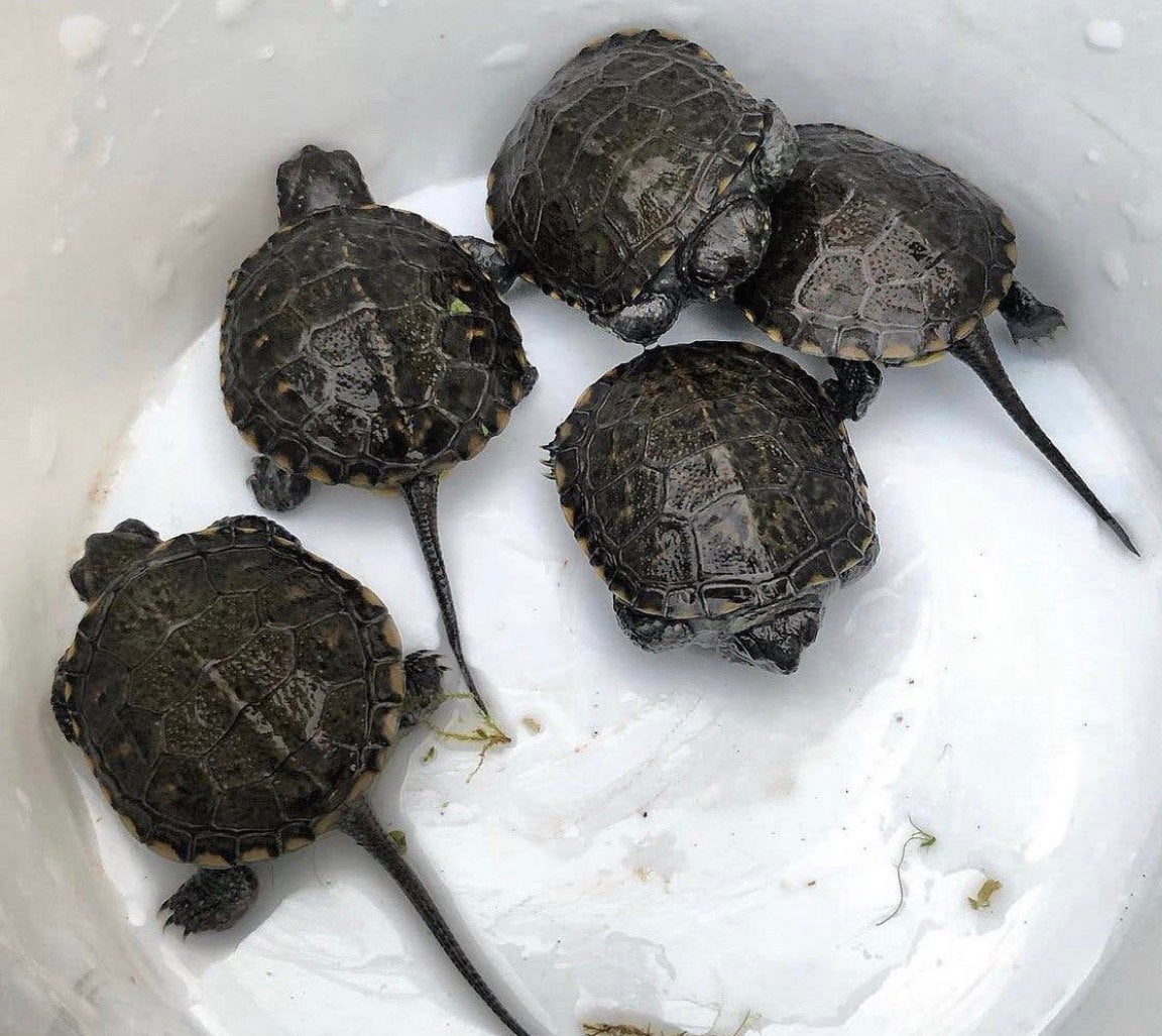 Europese moerasschildpad - Emys orbicularis, Schildpad, 0 tot 2 jaar