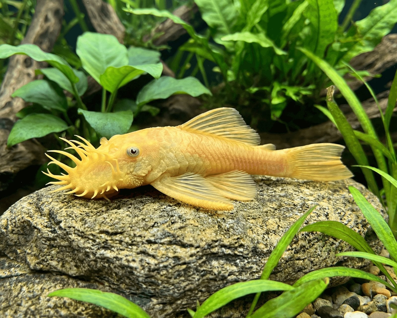 Zoetwater aquarium meerval, Ancistrus, Dieren en Toebehoren, Vissen | Aquariumvissen, Vis