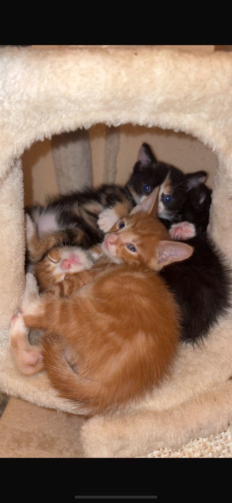 Kitten, Geslacht onbekend, 0 tot 2 jaar