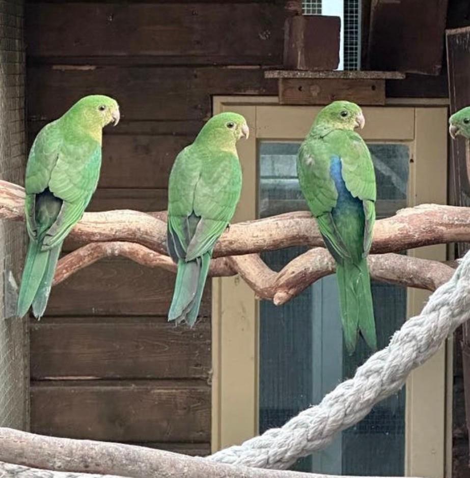 Koningsparkiet van 2025, Dieren en Toebehoren, Mannelijk, Parkiet