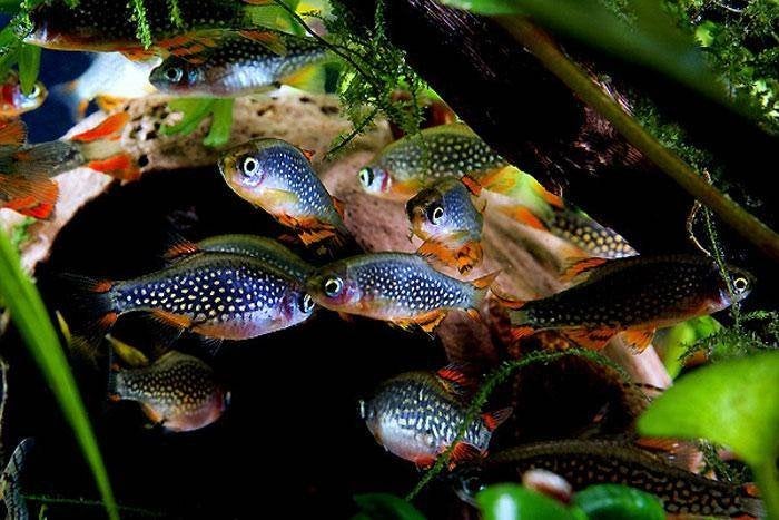 Rasbora margaritatus - Rasbora danio galaxy, Vis, Zoetwatervis, Schoolvis