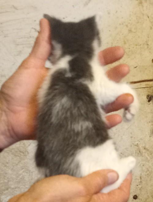 Mooie boerderij kittens, Meerdere dieren