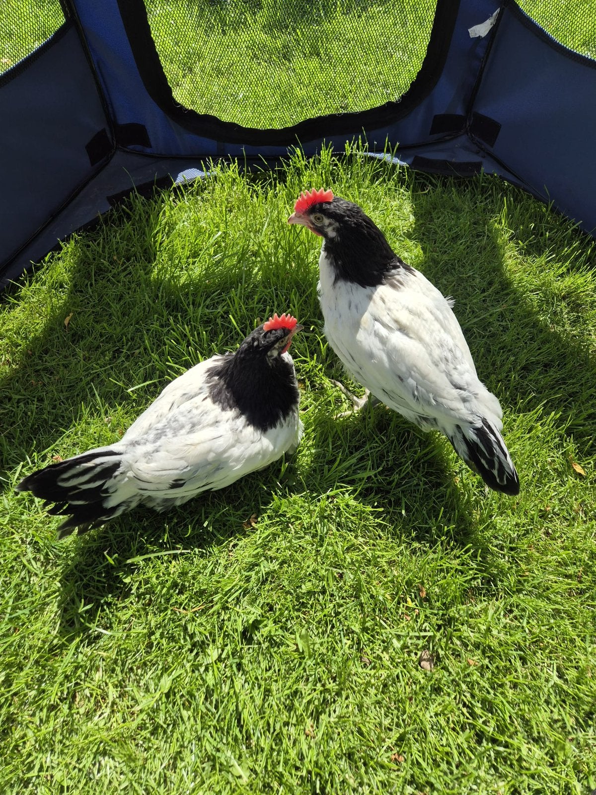 Zuivere Lakenvelder hanen, Dieren en Toebehoren, Mannelijk, Kip