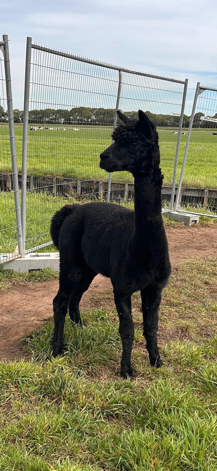 Mooie zwarte alpaca hengst