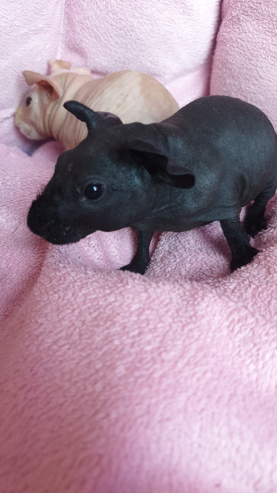 skinny cavia beertjes, Juli, Mannelijk, Cavia