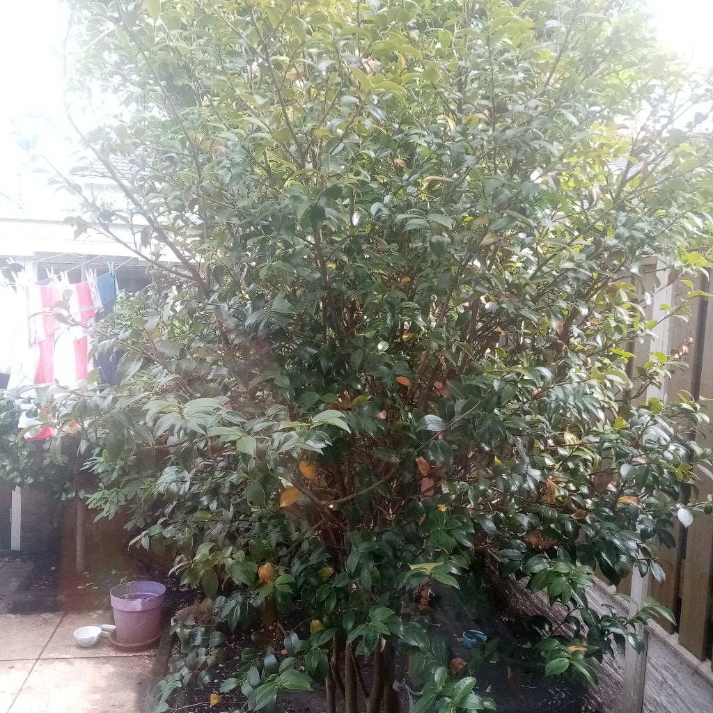 Herfstbloeiende Camellia Moet nu weg!, Ophalen, Overige soorten, Struik, 100 tot 250 cm