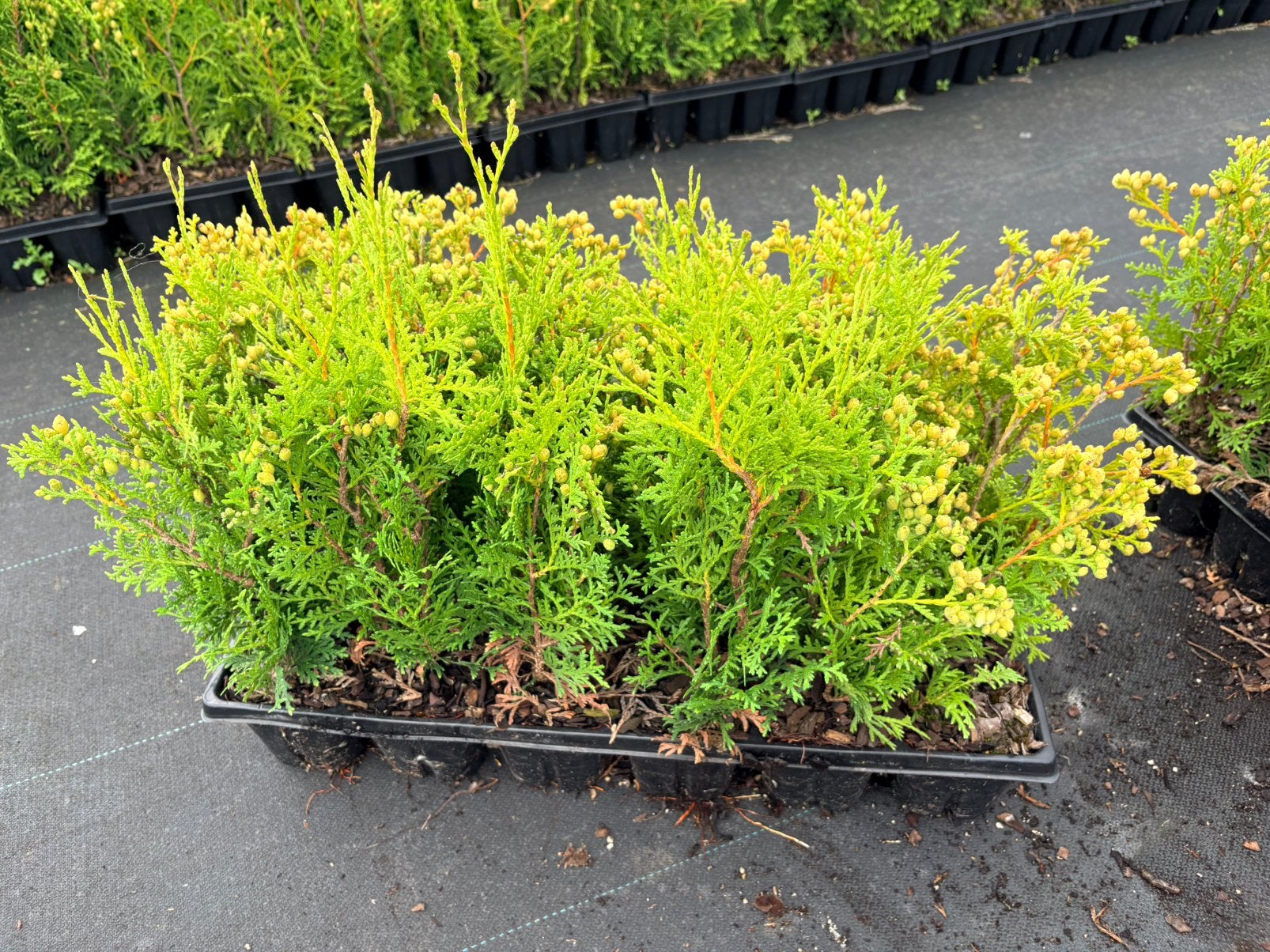 Haagconifeer thuja occidentalis Brabant koopje!! Aanbieding, Ophalen of Verzenden, Conifeer, 100 tot 250 cm