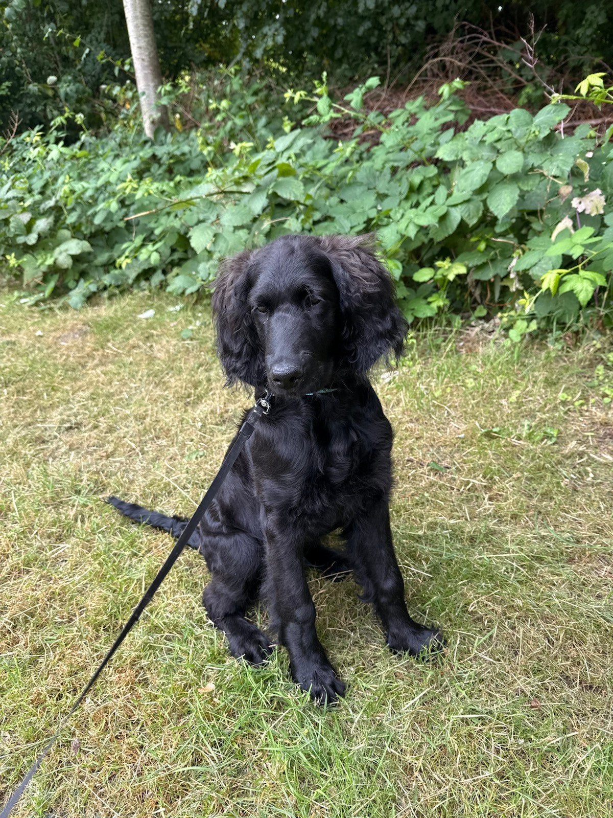 Labradoodle: nog 1 lief, sociaal, zindelijk reutje, Dieren en Toebehoren, Overige rassen, 8 tot 15 weken, Parvo, Meerdere