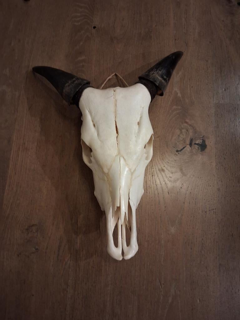 Decoratieve schedel met hoorns - 55x43 cm, Huis en Inrichting, Ophalen, Zo goed als nieuw, Wit, Overige materialen