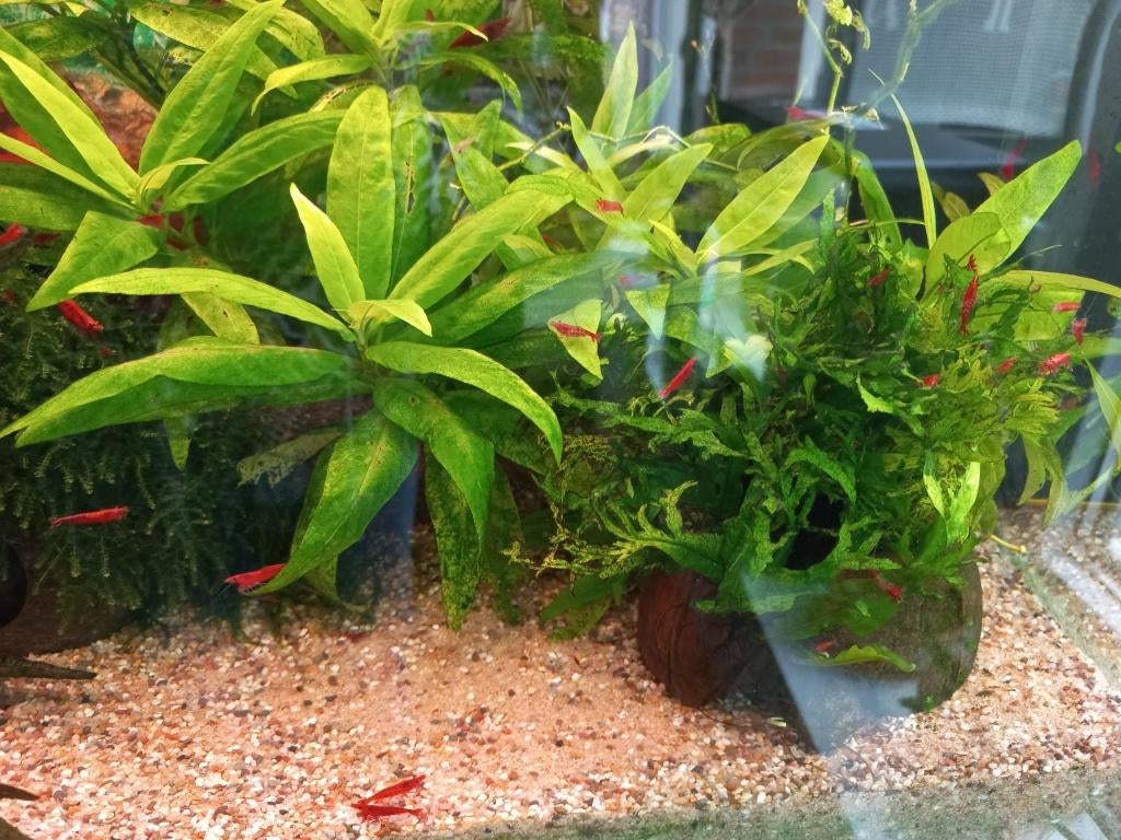 vissen, Dieren en Toebehoren, Vissen | Aquariumvissen, Kreeft, Krab of Garnaal, Zoetwatervis