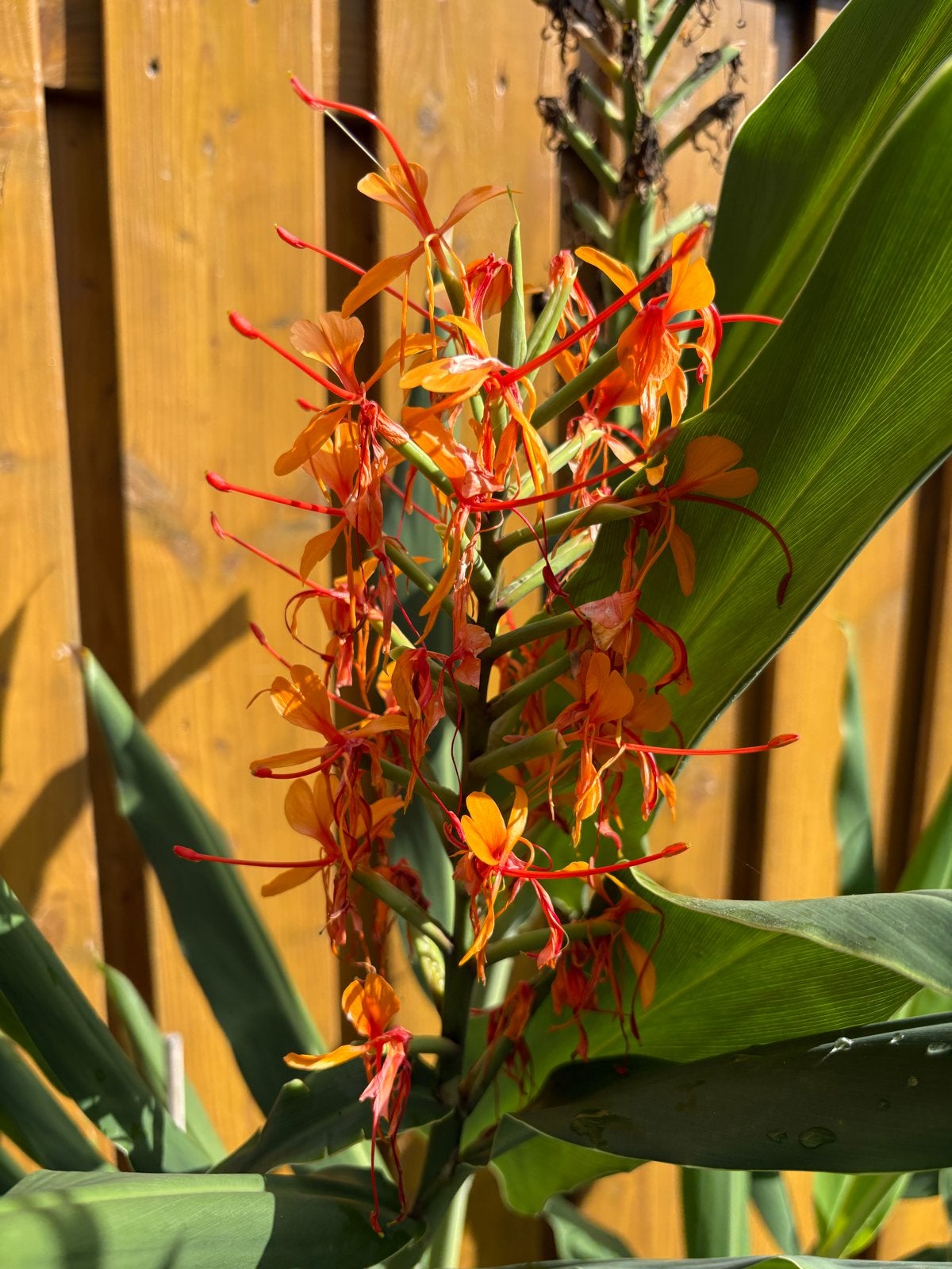 Winterharde Siergember - Hedychium coccineum, Tuin en Terras, Vaste plant, Halfschaduw, Zomer, Ophalen