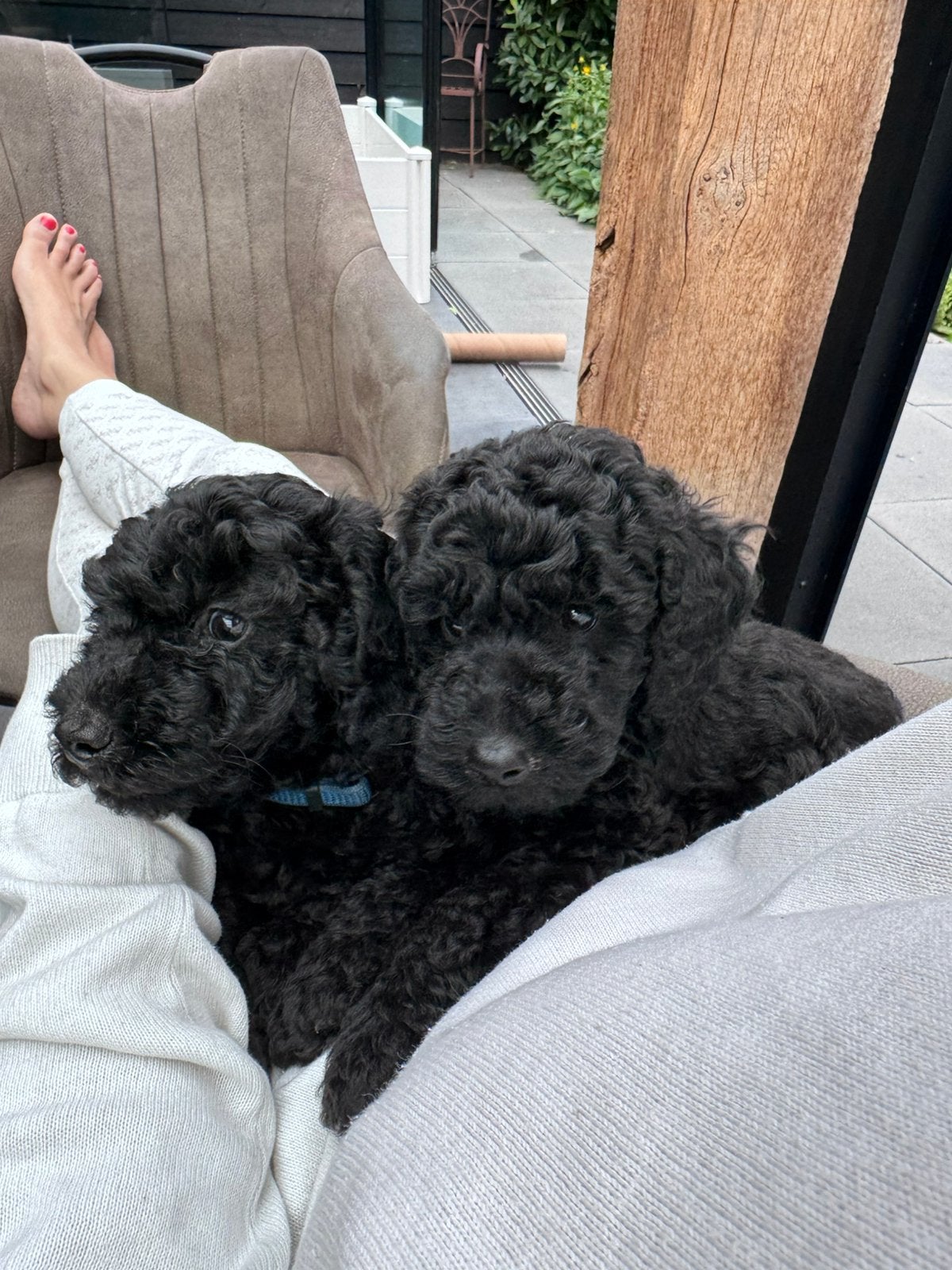 Nog 1 poedel pup (zwart teefje met FCI Stamboom!), Parvo, 8 tot 15 weken, Meerdere, Meerdere dieren