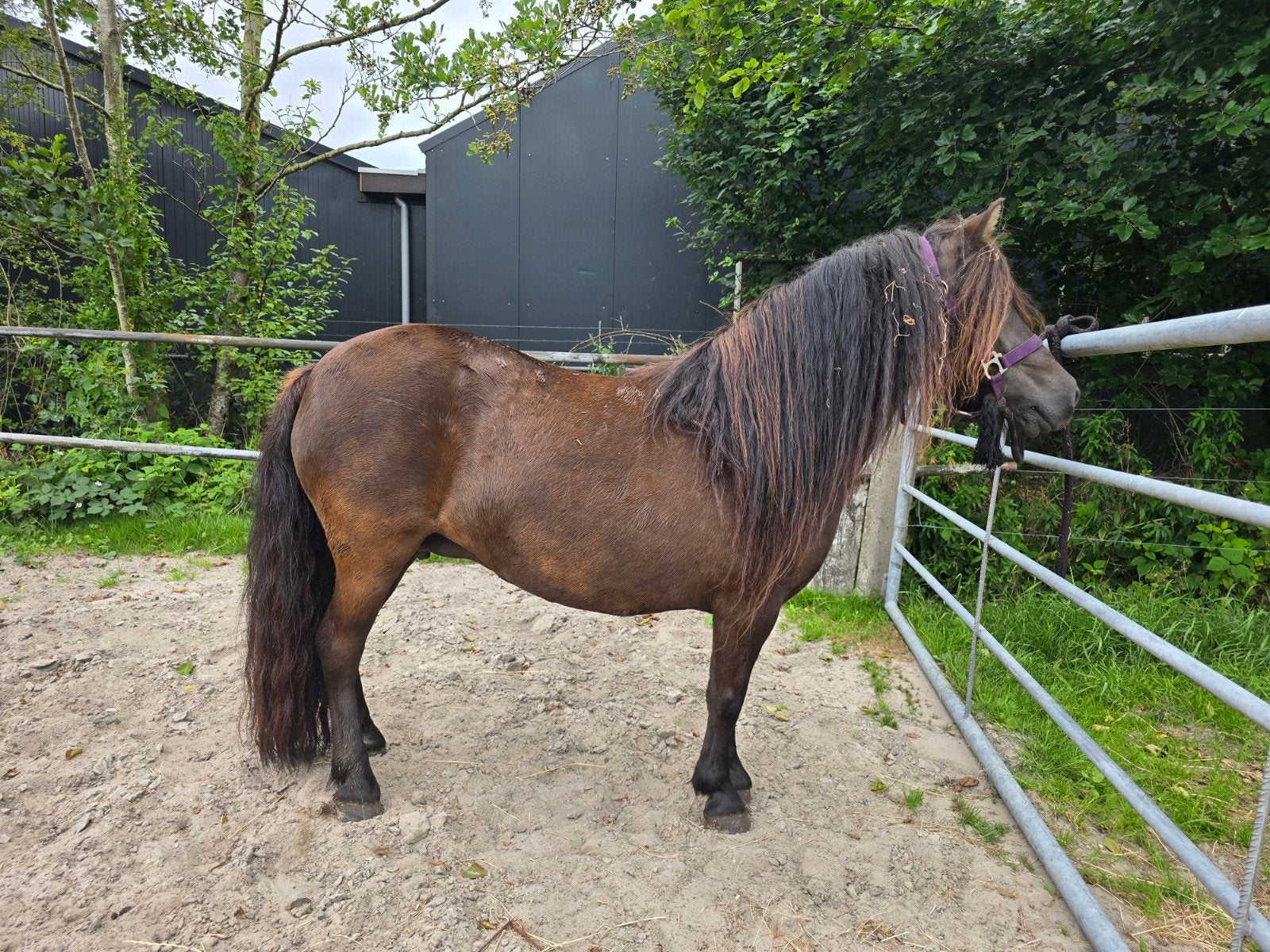grote en kleine maat nsps kroonmerrie, Dieren en Toebehoren, Paarden en Pony's | Dekhengsten en Fokmerries, Merrie