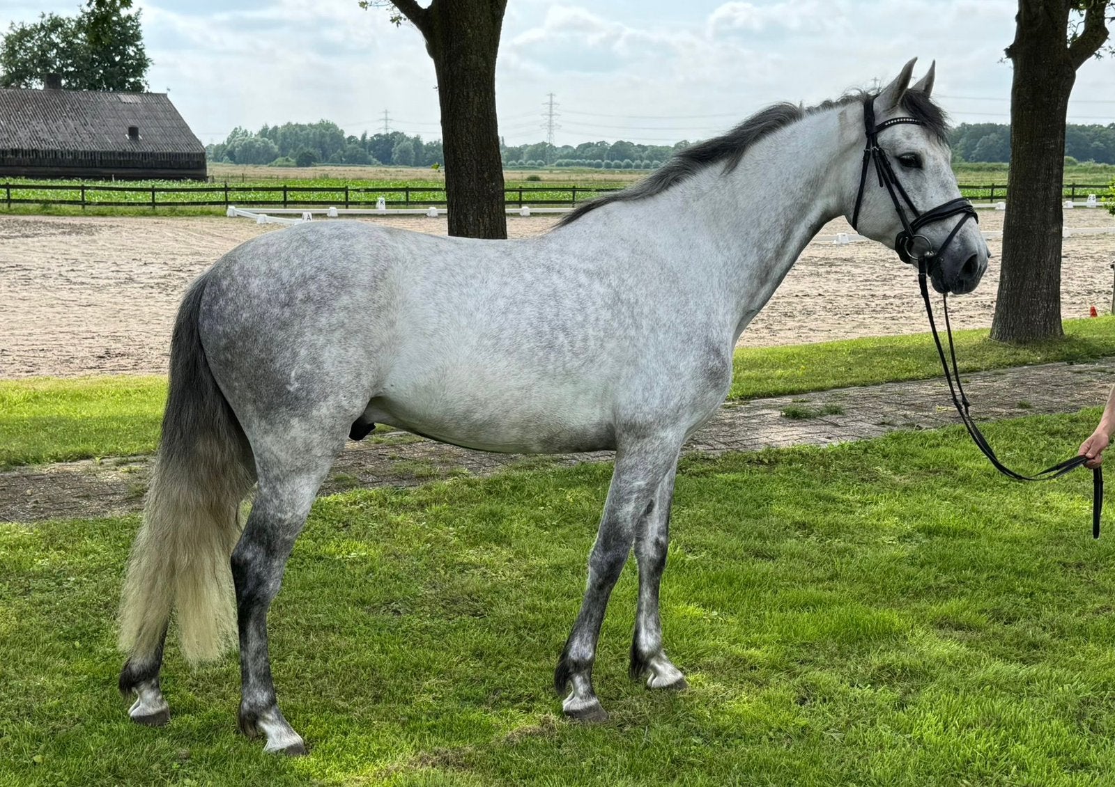 Luxe spaanse Ruin (Deze week voor 5000,-), Gechipt, Minder dan 160 cm, Ruin, Zadelmak