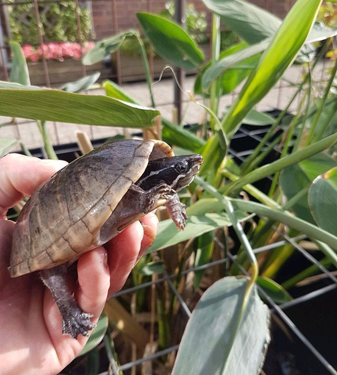 U zoekt een plek voor uw bijtschildpad - Waterschildpad ? Turtle - unknown for sale from HLM.