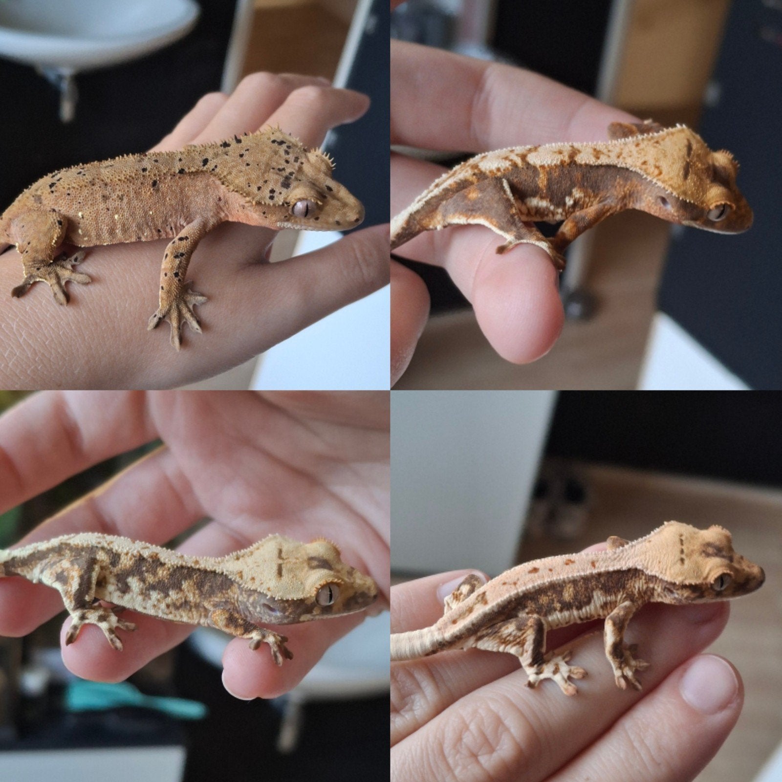 Voor Houten! 4 mooie wimpergekko's/crested geckos Crested Gecko - female for sale from Lotus' Creatures