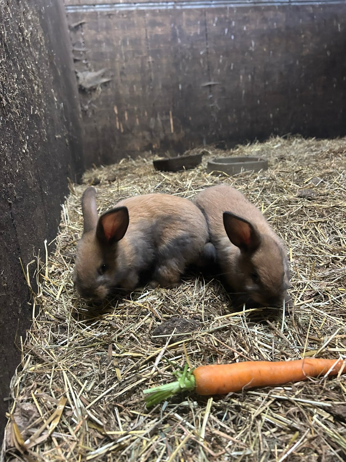 Jong konijn, Dieren en Toebehoren, Knaagdieren, Juni, Geslacht onbekend, Overige typen, Tam