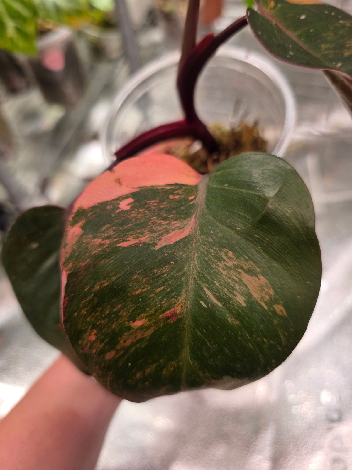 Philodendron Orange Prinsess kopstek, Ophalen of Verzenden, Halfschaduw, Minder dan 100 cm