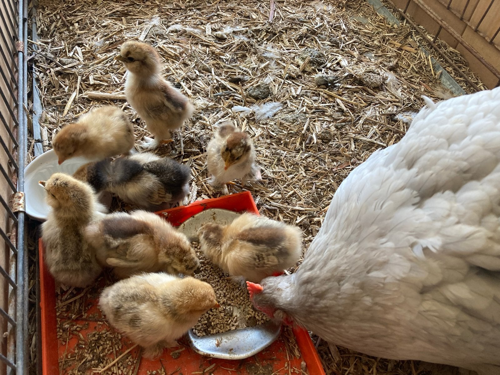 Kuikens te koop (ewentuel met nieuwe lamp en kuikens voer), Meerdere dieren, Kip